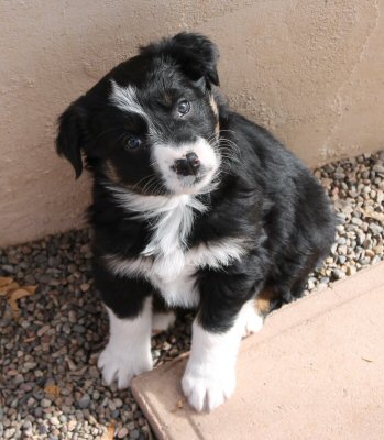  BLACK TRI FEMALE! 