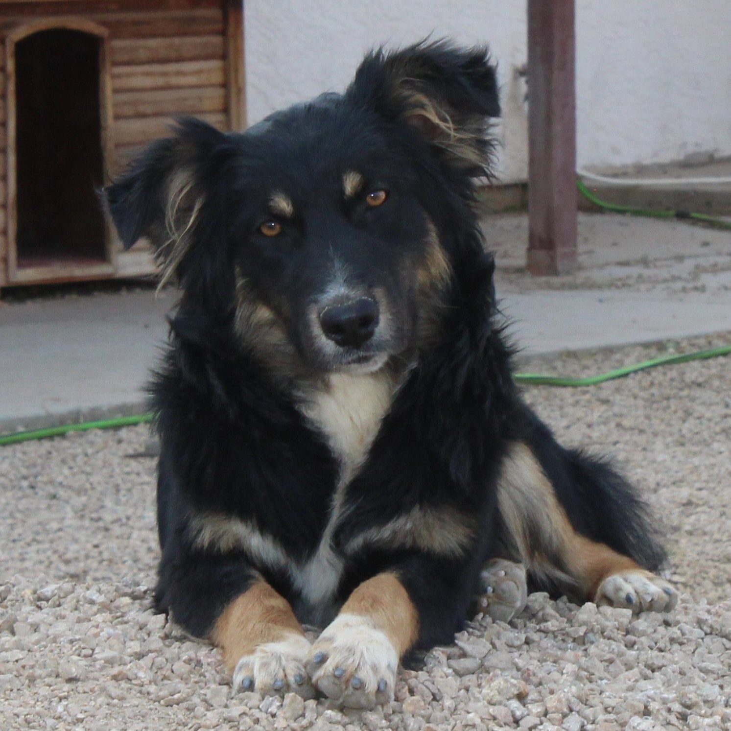 CLICK HERE TO SEE MORE PICS OF ASCA/AKC registered female: Kahlua