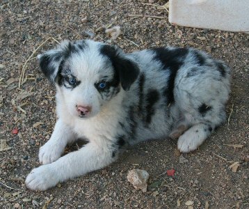 BLUE MERLE MALE
