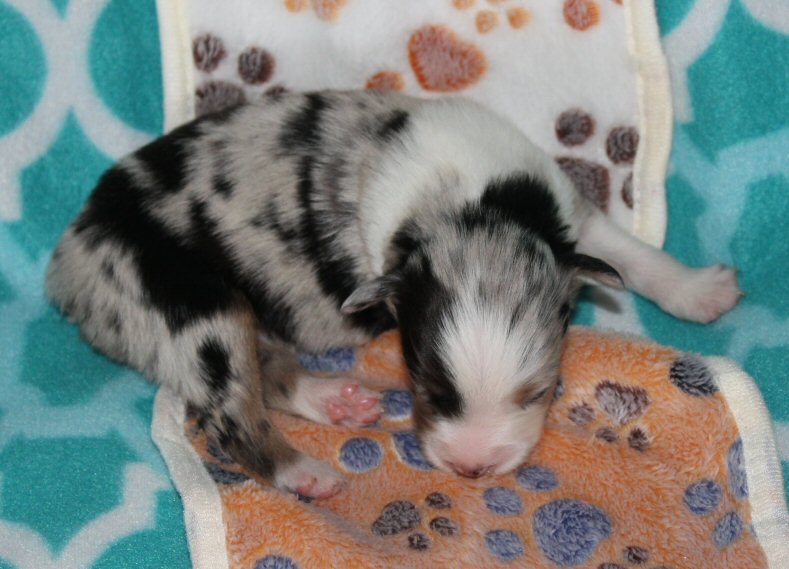  BLUE MERLE MALE! 